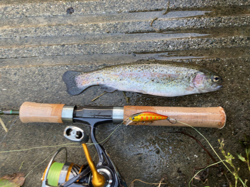 ニジマスの釣果