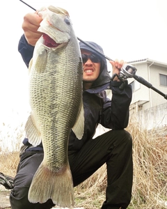 ラージマウスバスの釣果