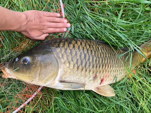 コイの釣果