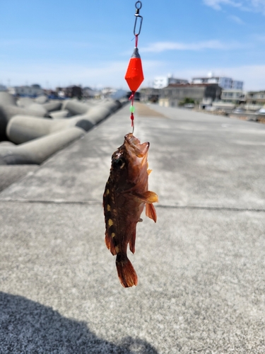 カサゴの釣果