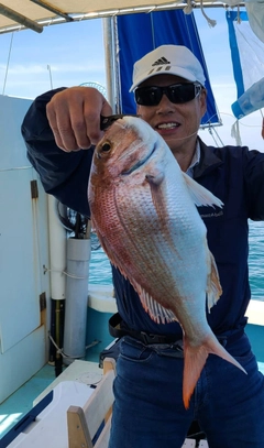 マダイの釣果