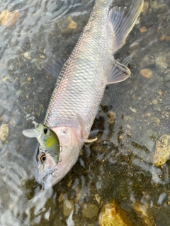 ケタバスの釣果