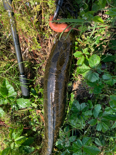 ライギョの釣果