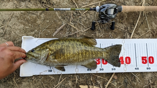 スモールマウスバスの釣果