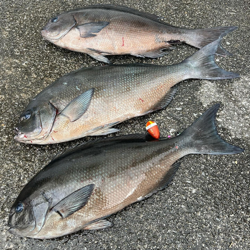 オナガグレの釣果