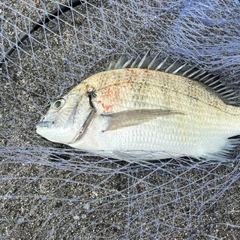 シマアジの釣果