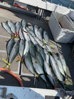 ハマチの釣果