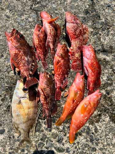 オニカサゴの釣果