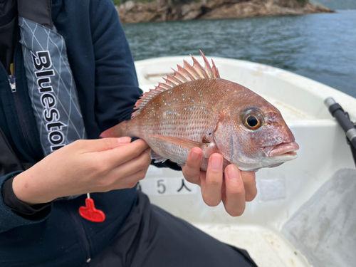 マダイの釣果