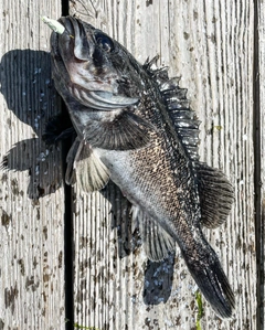 クロソイの釣果