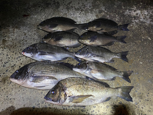 メジナの釣果