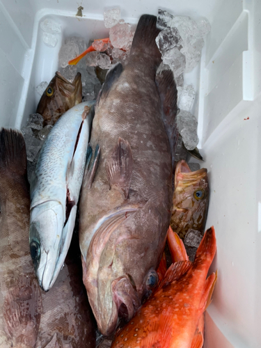 マハタの釣果