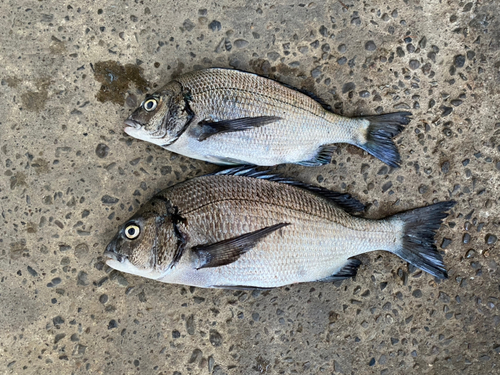 チヌの釣果