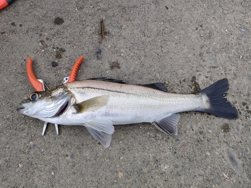 セイゴ（ヒラスズキ）の釣果