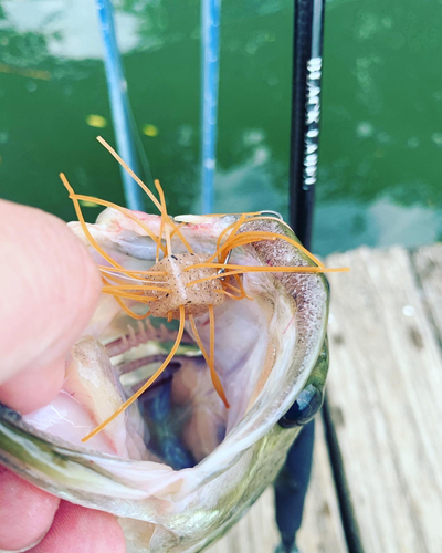 ブラックバスの釣果