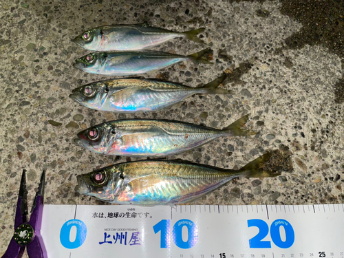 アジの釣果