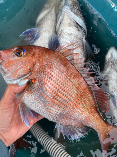 タイの釣果