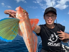 ホウボウの釣果