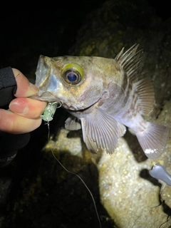 シロメバルの釣果