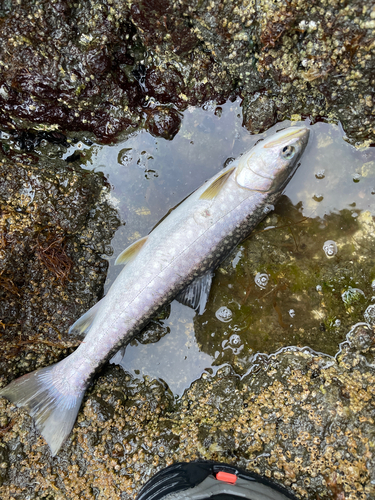 アメマスの釣果