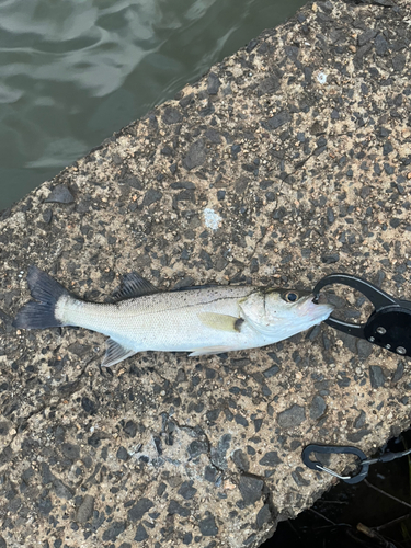 スズキの釣果