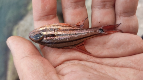 ネンブツダイの釣果