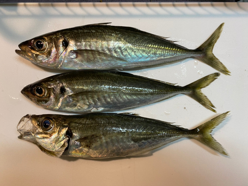 アジの釣果