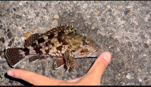 カサゴの釣果