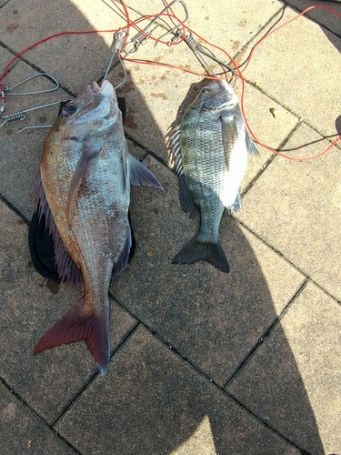 マダイの釣果