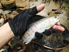 ヤマメの釣果