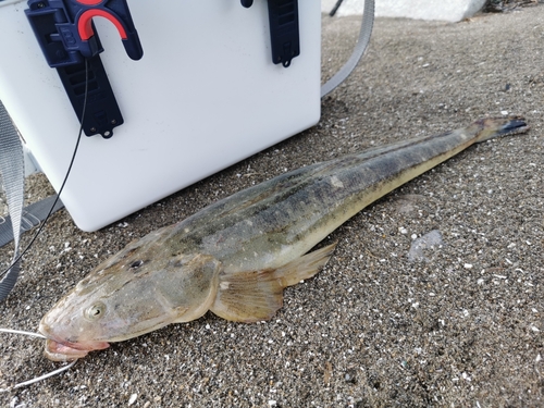 マゴチの釣果