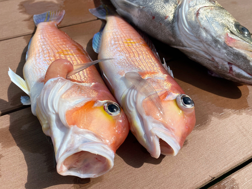 アマダイの釣果