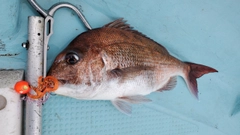 マダイの釣果