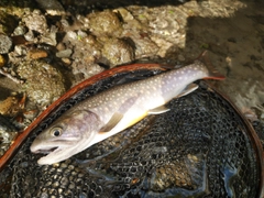 イワナの釣果