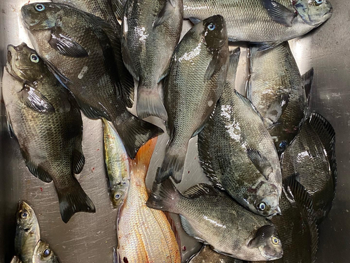 クチブトグレの釣果