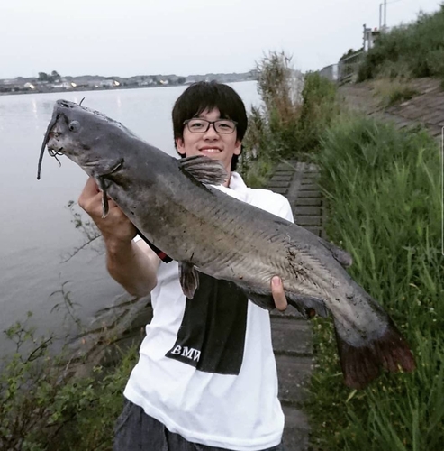 アメリカナマズの釣果