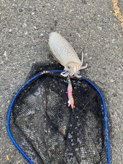 シリヤケイカの釣果