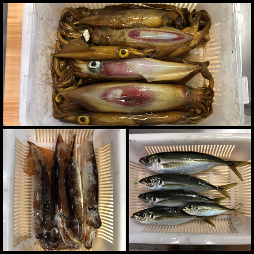 スルメイカの釣果