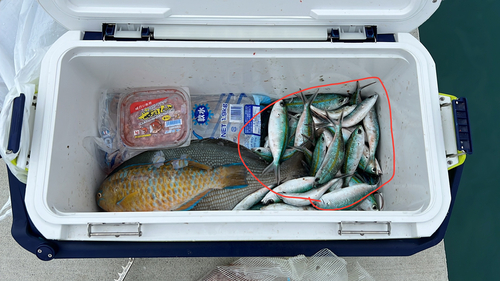 タカサゴの釣果