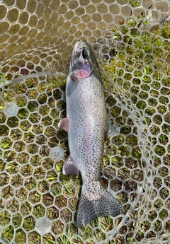 ニジマスの釣果