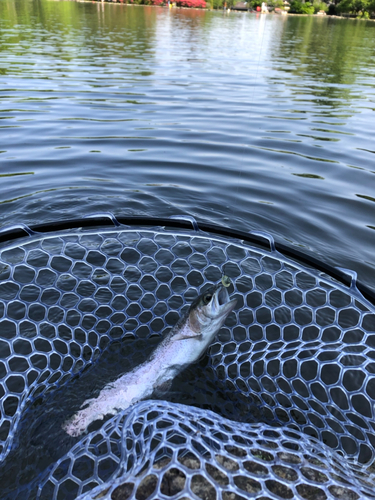 ニジマスの釣果