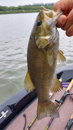 スモールマウスバスの釣果