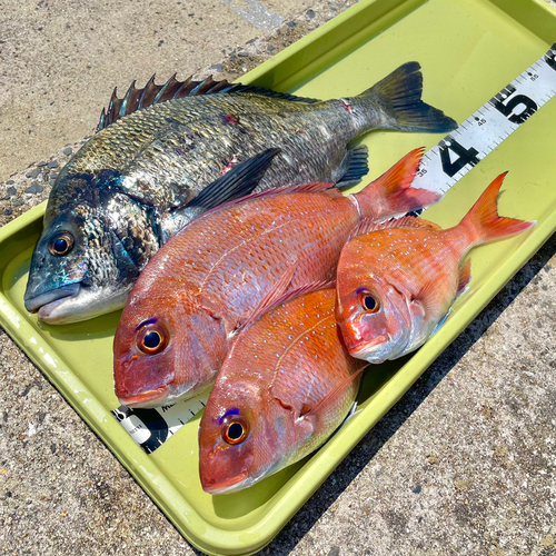 マダイの釣果