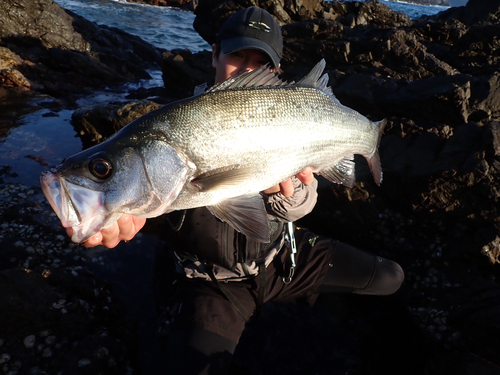 ヒラスズキの釣果