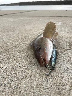 ホッケの釣果