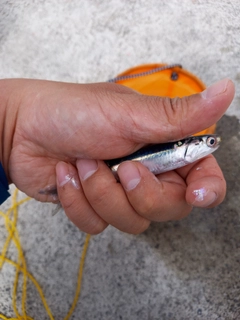 カタクチイワシの釣果