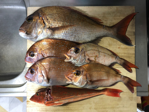 マダイの釣果