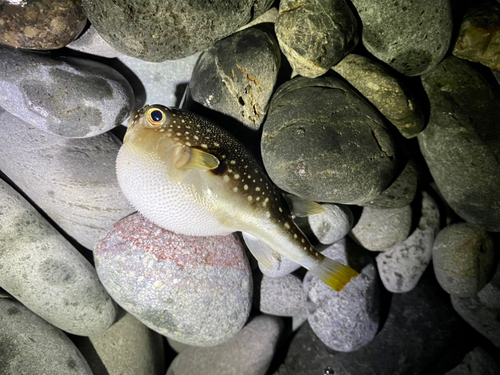 フグの釣果