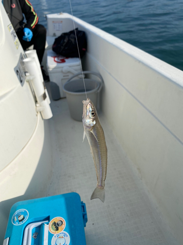 キスの釣果