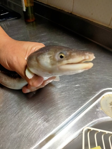 アナゴの釣果